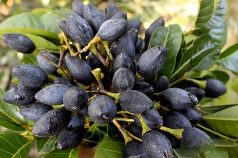 Chị Hoàng Thảo (ở phường Cầu Giấy, Hà Nội) chia sẻ: “Ngày xưa về quê Tuyên Quang, trám rụng đầy sân, trẻ con ăn chơi. Giờ lên Hà Nội muốn mua lại phải đặt trước, giá cao nhưng vẫn không ngại vì quá nhớ vị xưa". Ảnh: Sasaiki