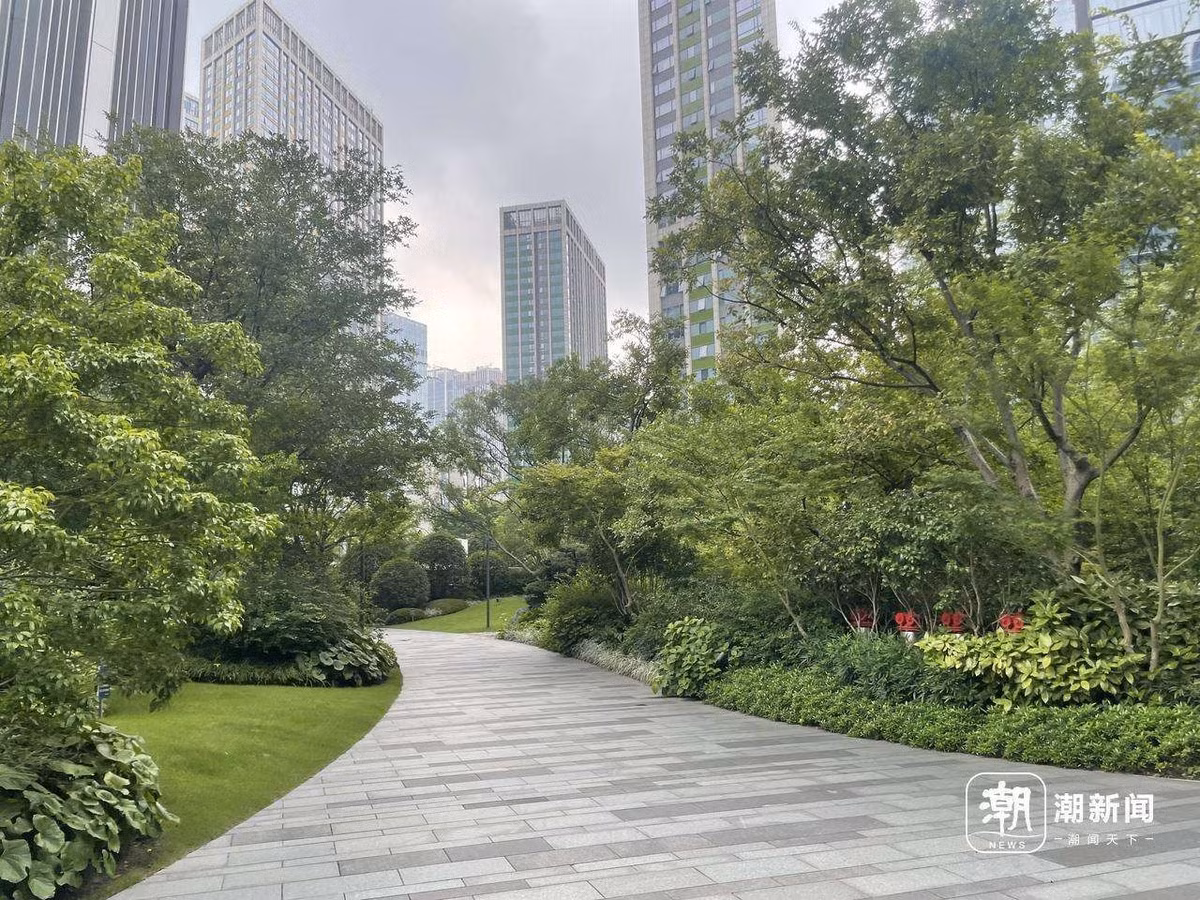 Đặc biệt, lý do cốt lõi khiến cây cảnh ở khu chung cư này được “chăm sóc đặc biệt” như vậy bởi giá cây giống rất cao. Ảnh: Ctdsb