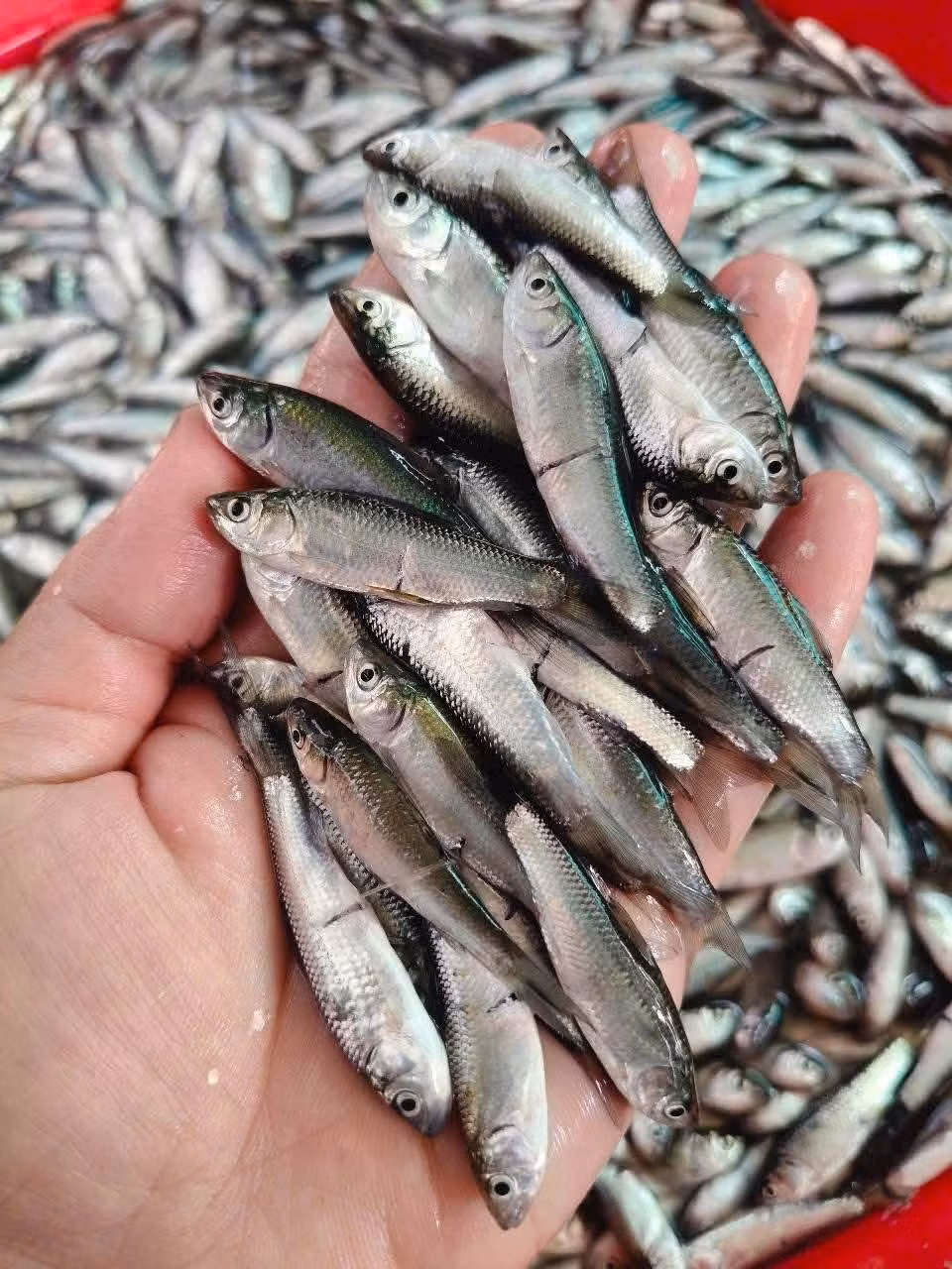 Trước kia, khi lũ về, cá linh nhiều vô kể, người dân vớt bán rẻ như cho cũng không hết nên mang về ủ mắm. Do quá rẻ, cá linh đã được người dân miền Tây đưa vào câu thành ngữ: “Rẻ như cá linh”. Ảnh: Facebook