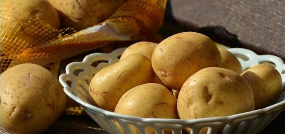 Khoai tây Le Bonnotte sử dụng phân bón tự nhiên như tảo và rong biển. Quy trình độc đáo này mang đến hương vị đặc biệt với chút muối, chanh và quả óc chó. Ảnh: Zeenews