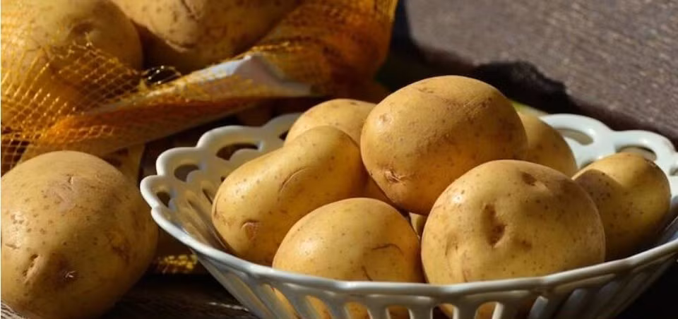 Khoai tây Le Bonnotte sử dụng phân bón tự nhiên như tảo và rong biển. Quy trình độc đáo này mang đến hương vị đặc biệt với chút muối, chanh và quả óc chó. Ảnh: Zeenews