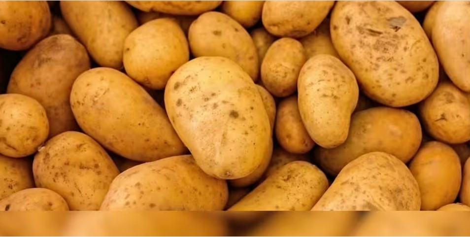 Vỏ khoai tây Le Bonnotte hấp thụ hương thơm của đất và nước biển, mang đến hương vị đặc trưng. Thưởng thức khoai tây Le Bonnotte nguyên vỏ sẽ cảm nhận trọn vẹn hương vị. Ảnh: Zeenews