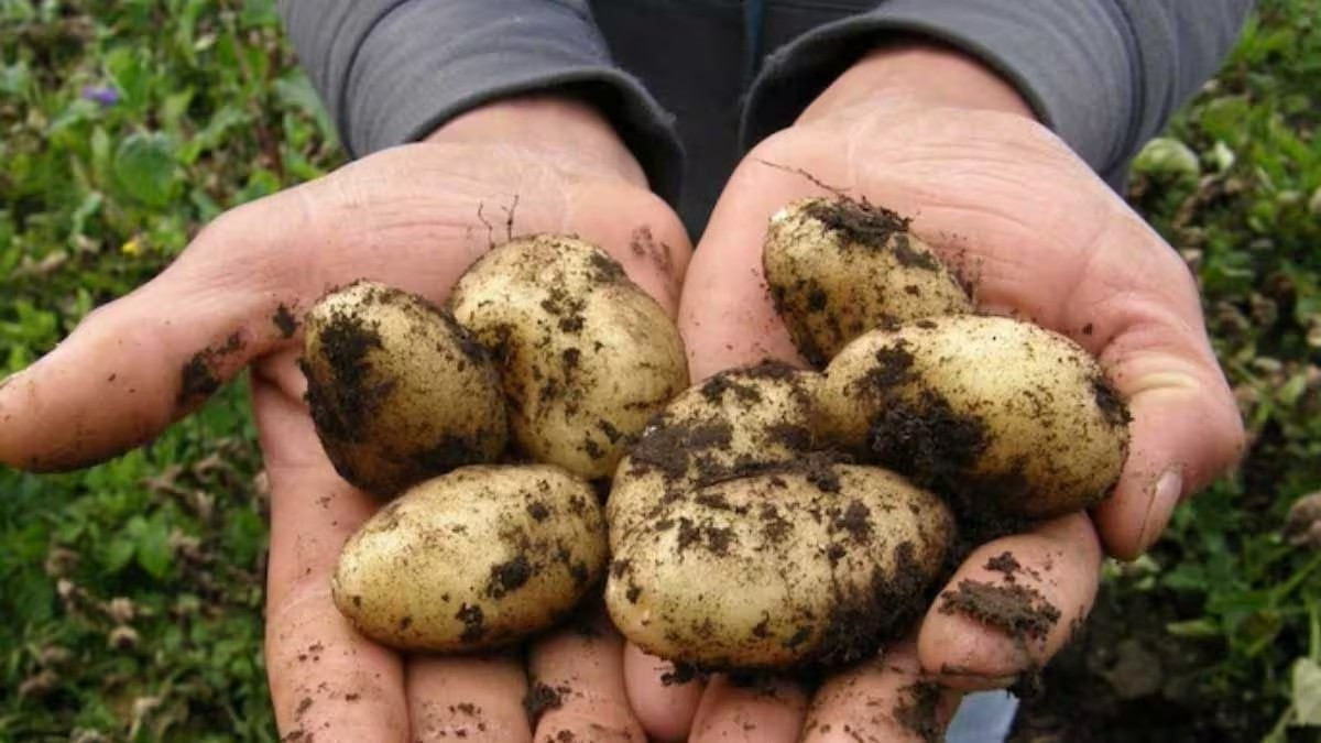 Không chỉ hiếm, khoai tây Le Bonnotte đắt đỏ còn bởi chúng được hái bằng tay một cách tỉ mỉ. Ảnh: Zeenews