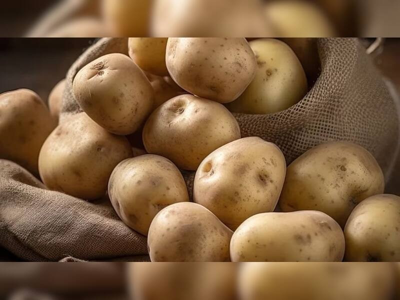 Chỉ có 10 ngày mỗi năm để thu hoạch, khoai tây Le Bonnotte càng thêm phần quý hiếm. Với chỉ khoảng 100 tấn được thu hoạch trong tổng số 10.000 tấn khoai tây của hòn đảo, Le Bonnotte là một viên ngọc ẩm thực. Ảnh: Zeenews