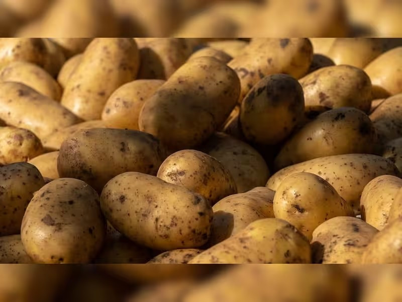 Không chỉ hiếm, khoai tây Le Bonnotte đắt đỏ còn bởi chúng được hái bằng tay một cách tỉ mỉ. Ảnh: Zeenews