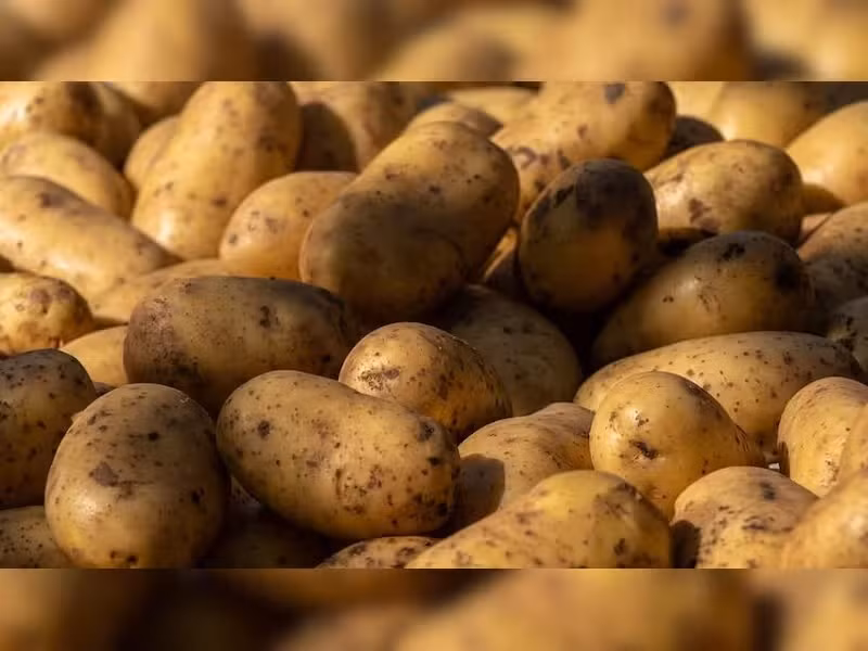 Không chỉ hiếm, khoai tây Le Bonnotte đắt đỏ còn bởi chúng được hái bằng tay một cách tỉ mỉ. Ảnh: Zeenews