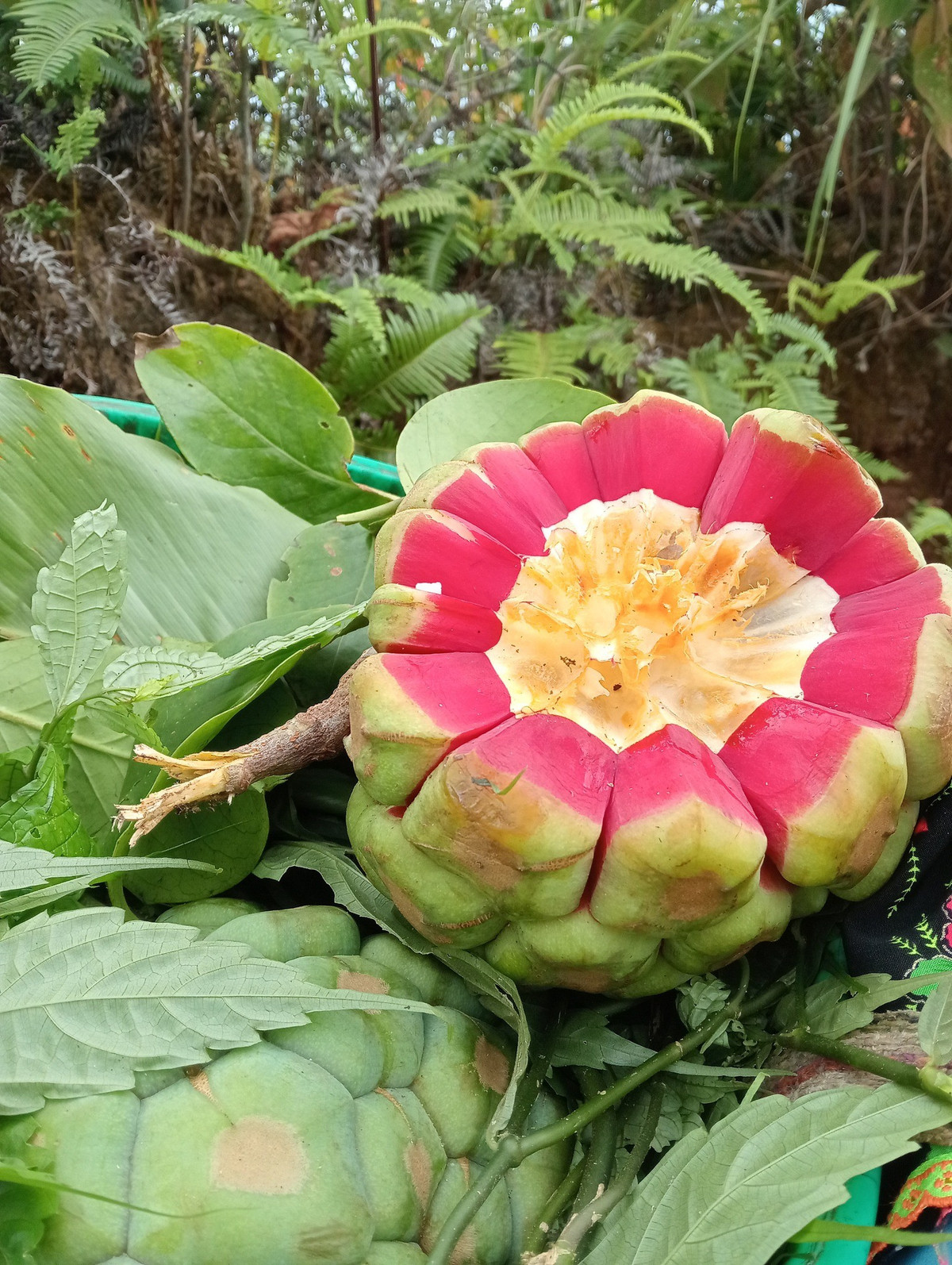 Na rừng vốn là loài cây thân leo, thường mọc trong rừng sâu, được phân bố ở vùng Tây Bắc nước ta và cũng có ở các vùng Tây Nam của Trung Quốc. Ảnh: Facebook