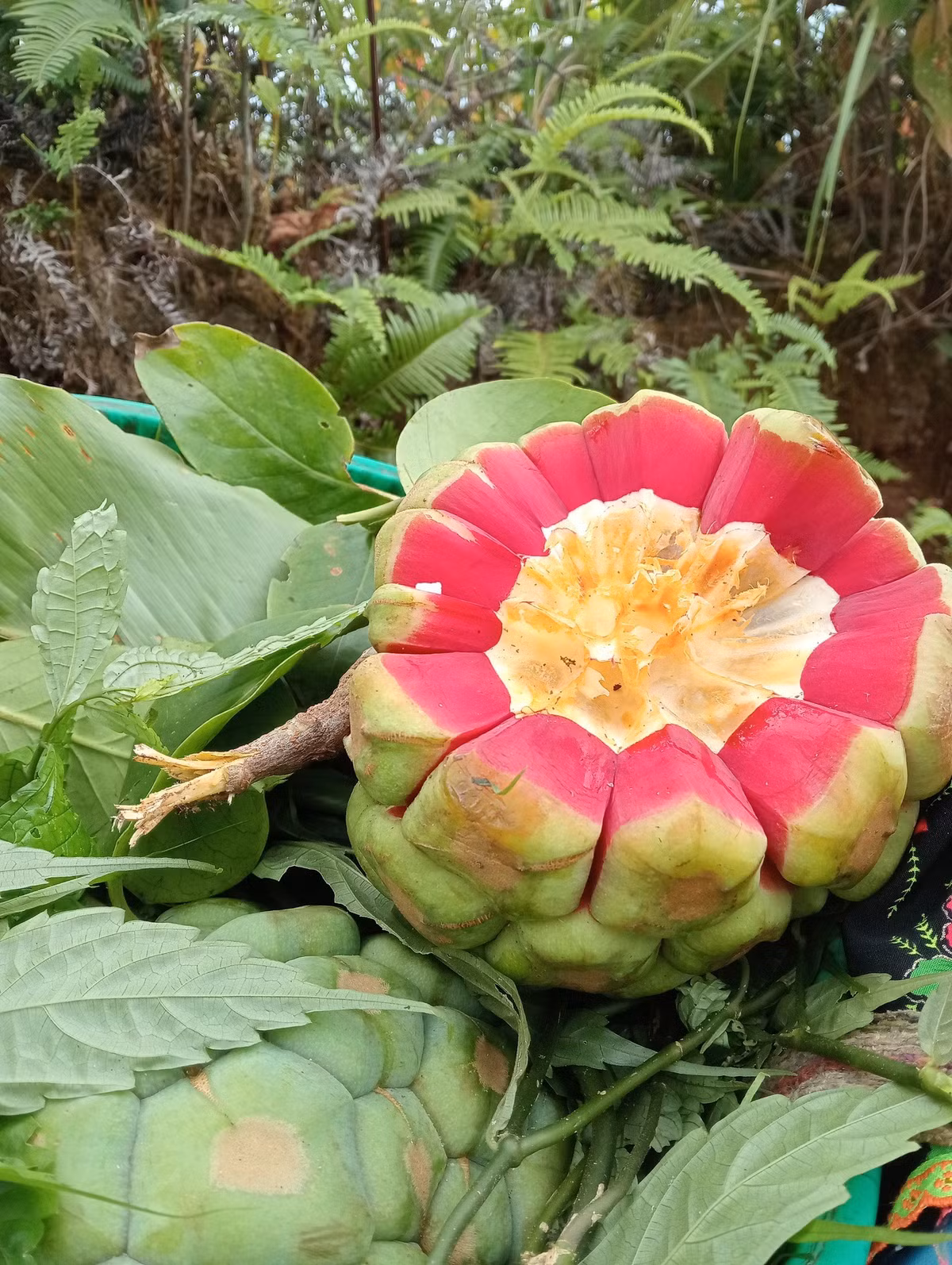 Na rừng vốn là loài cây thân leo, thường mọc trong rừng sâu, được phân bố ở vùng Tây Bắc nước ta và cũng có ở các vùng Tây Nam của Trung Quốc. Ảnh: Facebook