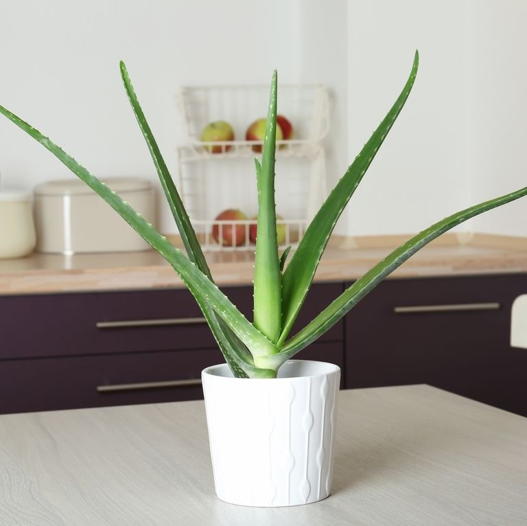 Cây có khả năng hấp thụ mùi khó chịu và cải thiện chất lượng không khí trong bếp. Nha đam ưa sáng, dễ trồng, chỉ cần đặt ở nơi có ánh nắng nhẹ và tưới nước vừa phải. Ảnh: Internet