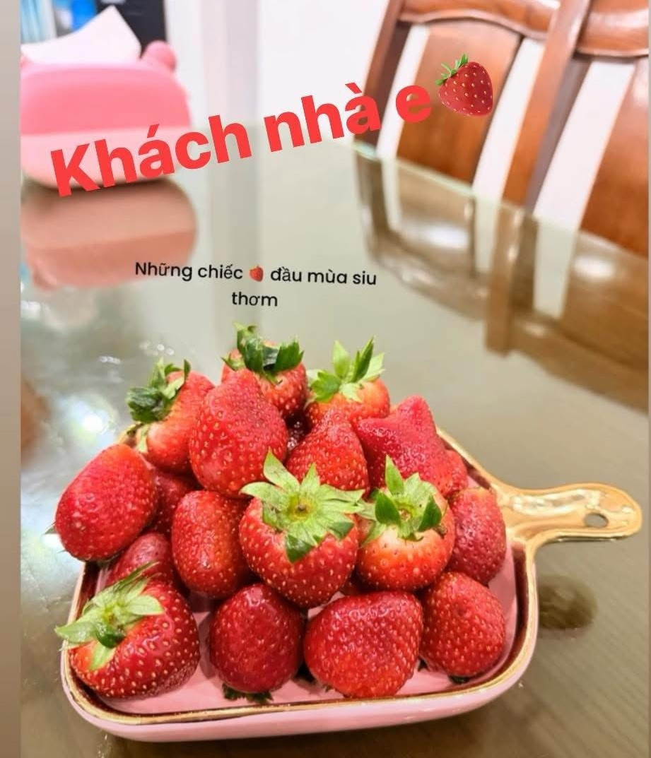 Đầu mùa, số lượng còn hạn chế là nguyên nhân chính khiến dâu tây Mộc Châu có mức giá cao. Ảnh: FB Vũ Thị THùy Trang