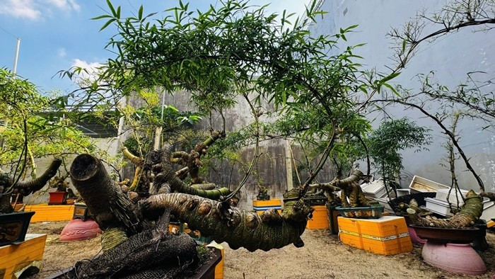 Anh Kha cho biết, phần gốc tre phình to, có hình dáng như con nhộng được giới chơi tre gọi là “nhộng” hay “củ tre”. Ảnh: Plo