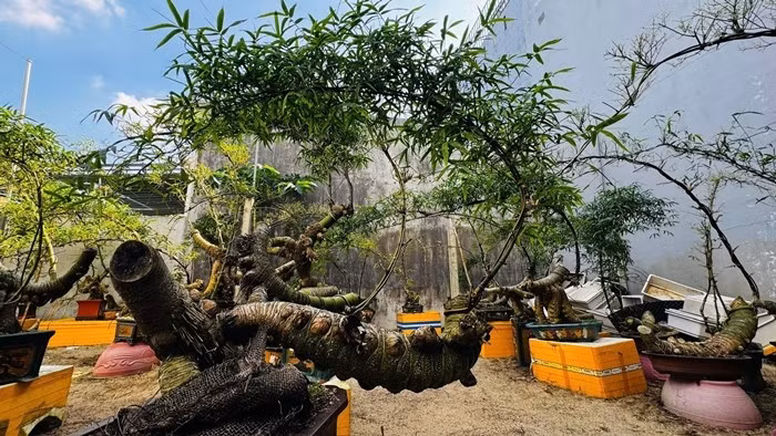 Anh Kha cho biết, phần gốc tre phình to, có hình dáng như con nhộng được giới chơi tre gọi là “nhộng” hay “củ tre”. Ảnh: Plo