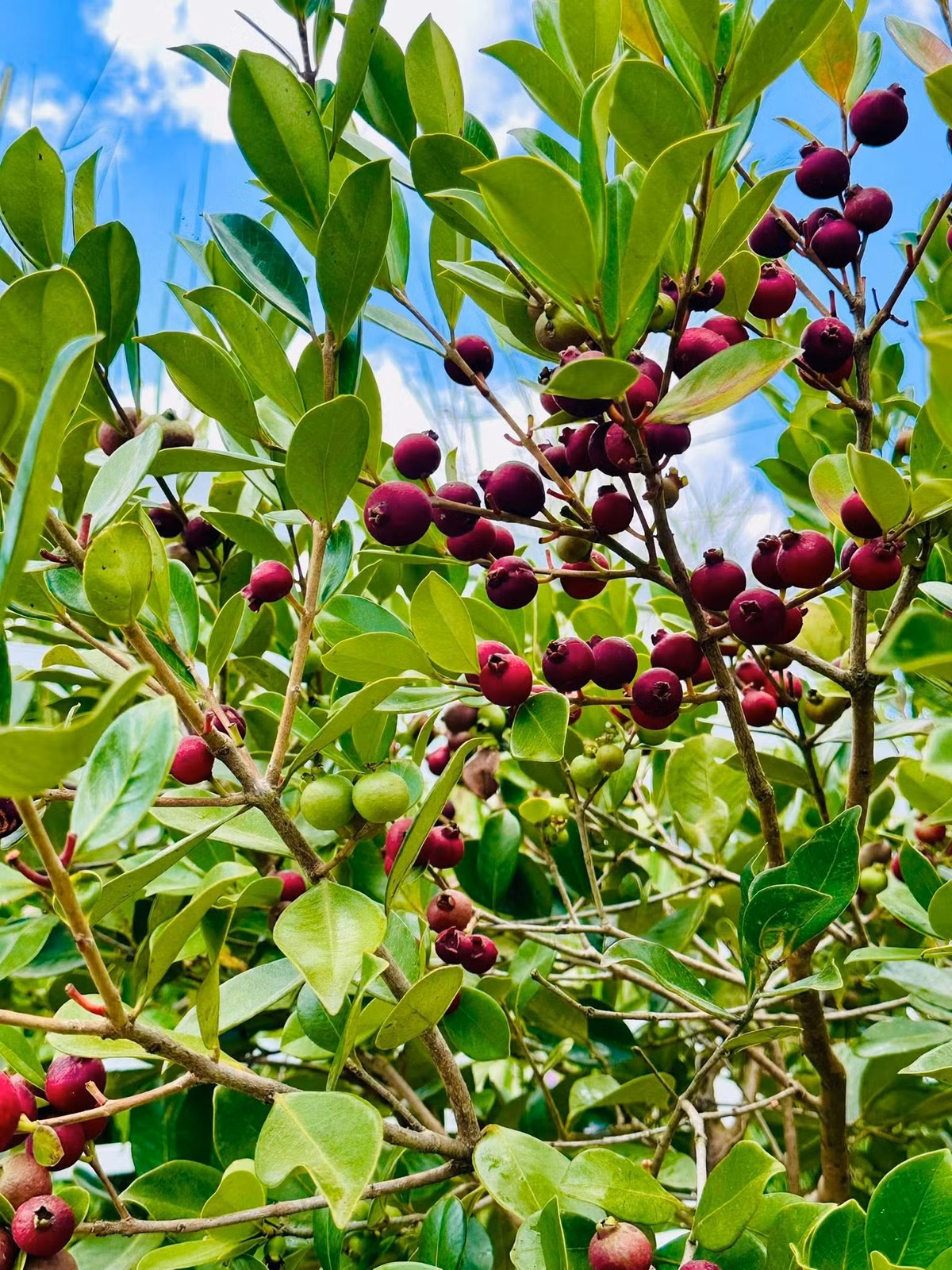 Từng chùm quả trĩu nặng với phần vỏ căng mịn, màu sắc từ xanh chuyển dần sang đỏ và tím đậm lạ mắt. Ảnh: FB Bùi Đại Nghĩa