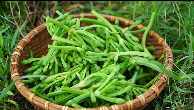 Nhu cầu thị trường ngày càng lớn khiến nhiều hộ dân miền Tây mạnh dạn đưa cây kèo nèo vào trồng chuyên canh. Kèo nèo hợp nhiều loại đất, ít sâu bệnh và gần như không tốn nhiều công chăm sóc. Ảnh: Internet