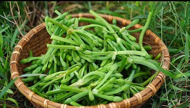 Nhu cầu thị trường ngày càng lớn khiến nhiều hộ dân miền Tây mạnh dạn đưa cây kèo nèo vào trồng chuyên canh. Kèo nèo hợp nhiều loại đất, ít sâu bệnh và gần như không tốn nhiều công chăm sóc. Ảnh: Internet