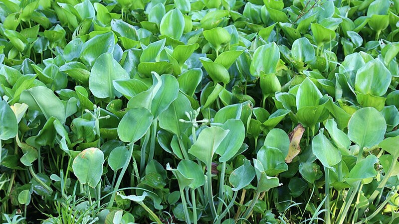 Cây kèo nèo (hay còn gọi cù nèo) vốn là rau dại mọc bờ ruộng, kênh rạch ở đồng bằng sông Cửu Long. Ảnh: Internet