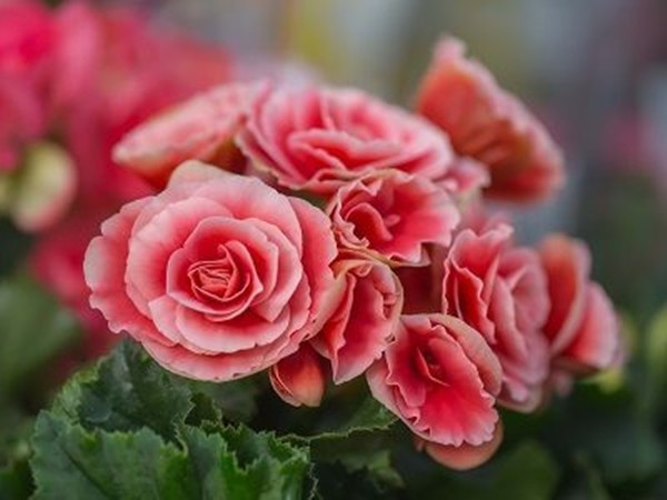 Có thể đặt thu hải đường tại phòng khách, bàn ăn hoặc khu vực sinh hoạt chung để tăng cảm giác gần gũi. Ảnh: Internet