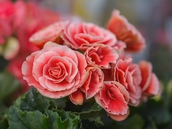 Có thể đặt thu hải đường tại phòng khách, bàn ăn hoặc khu vực sinh hoạt chung để tăng cảm giác gần gũi. Ảnh: Internet