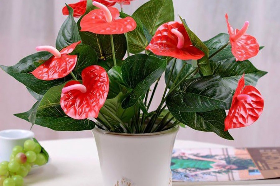 Hoa hồng môn nổi bật với sắc đỏ tươi, bề mặt bóng mịn, kết hợp cùng lá xanh đậm tạo cảm giác hài hòa, ấm áp cho không gian tiếp khách. Ảnh: Space T