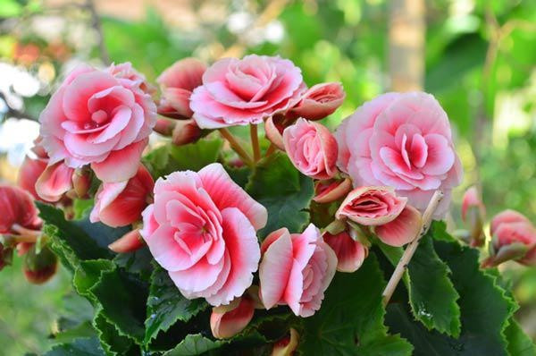 Hoa thu hải đường nhiều lớp, màu đỏ đậm, tạo cảm giác ấm cúng, đoàn viên dịp Tết. Ảnh: Internet