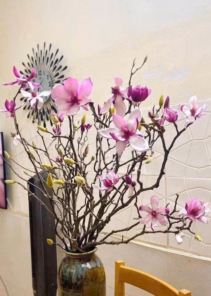 Ở phân khúc cao hơn, những cành mộc lan to, nhiều nụ, dáng đẹp có thể lên tới 2 - 5 triệu đồng/chậu. Ảnh: FB Vườn Cây Hạnh Phúc