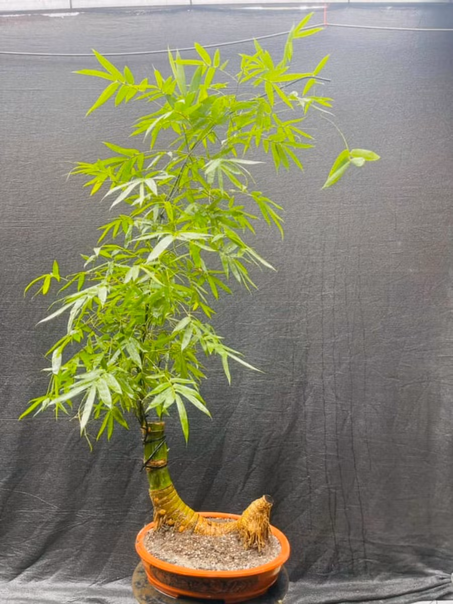 Tre vốn là loại cây quen thuộc, mọc khắp các vùng quê Việt Nam. Thời gian gần đây, tre được các nghệ nhân đưa lên chậu thành bonsai thu hút giới chơi cây cảnh. Ảnh: TrebonsaiVN