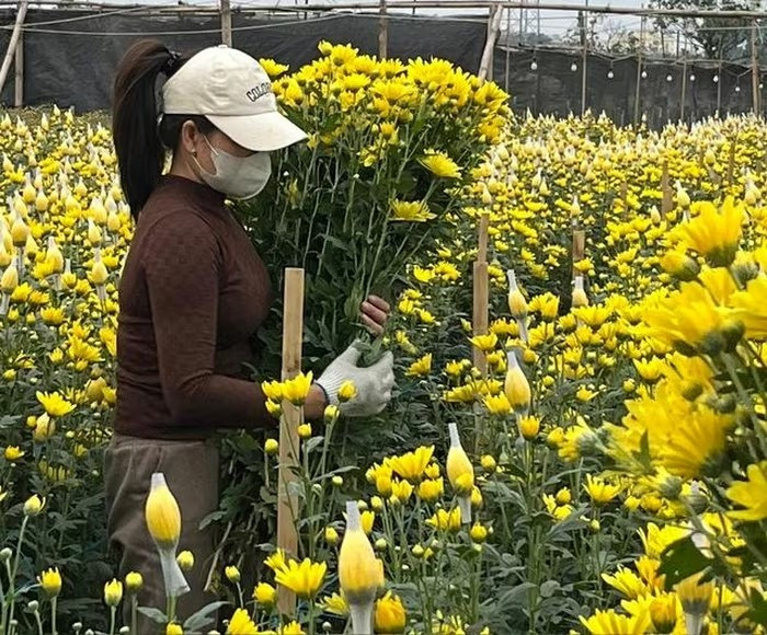 Tây Tựu được xem là "vựa hoa" lớn của Hà Nội, cung cấp hoa tươi cho Thủ đô và các tỉnh lân cận mỗi dịp lễ, tết. Ảnh: PhunuVietNam