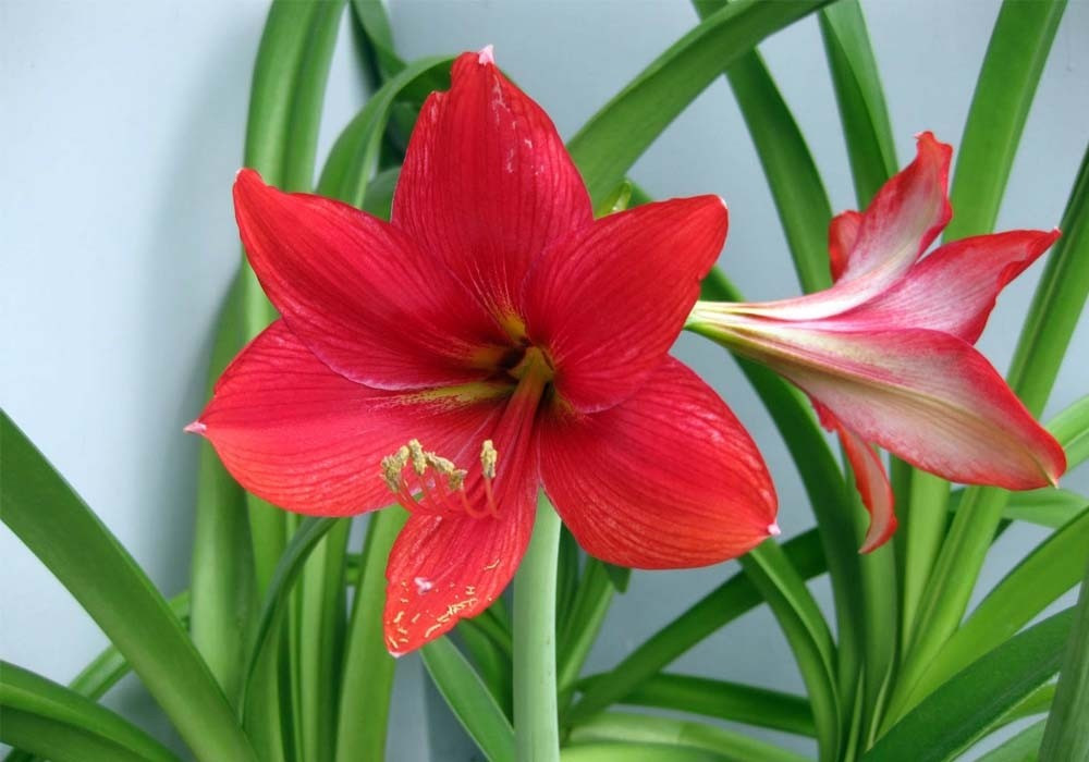 Phần củ trong đất liên tục đẻ nhánh, mọc thêm cây con, tạo thành bụi hoa mới. Chỉ cần trồng một lần, chủ nhân sẽ có hoa ngắm suốt nhiều năm. Ảnh: Internet