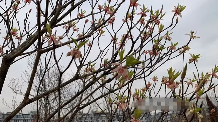 Đây là loại cây mọc tự nhiên tại khu vực núi Yên Tử, phân bố chủ yếu ở độ cao từ vài trăm mét trở lên, nơi khí hậu mát, ẩm và có sương mù dày vào mùa đông – xuân. Ảnh: Dân Việt