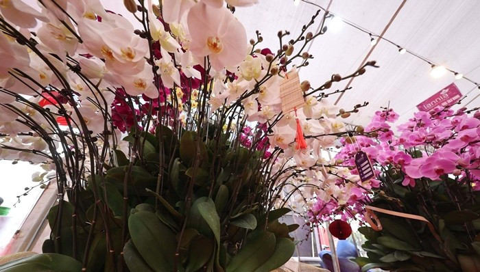 Dù kiếm bộn tiền mùa Tết, song công việc cắm hoa lan cũng không kém phần áp lực. Ảnh: Dân Việt