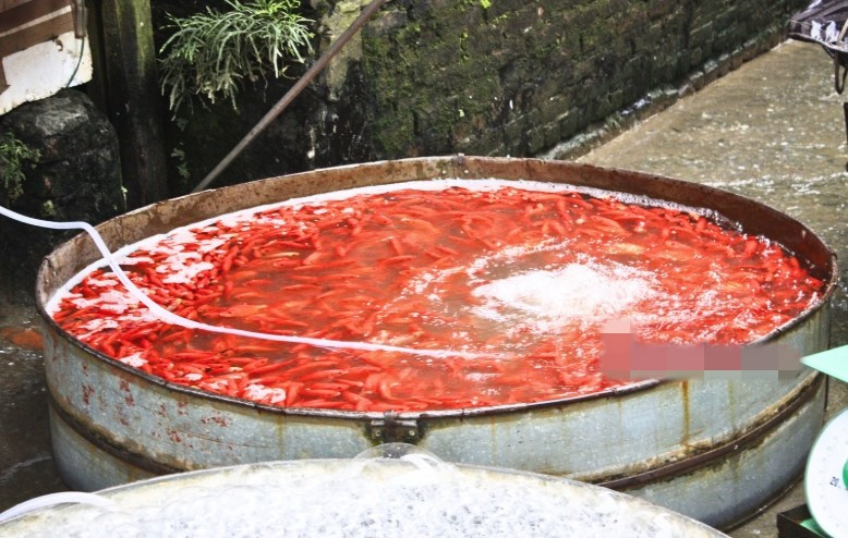 Để có đủ nguồn hàng, các tiểu thương đã đặt cá từ rất sớm tại các vùng nuôi lớn như Ninh Bình, Phú Thọ, Hải Phòng... Ảnh: Pháp luật plus