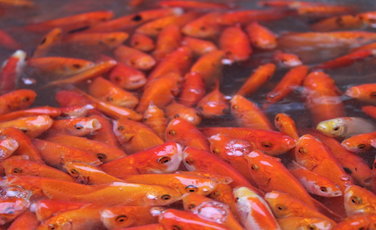 Chia sẻ trên Báo Tiền phong, chị Thùy Anh (32 tuổi), một tiểu thương có 12 năm kinh doanh tại chợ cá Yên Sở cho biết, giá cá chép đỏ năm nay sụt giảm đáng kể. Ảnh: Tiền phong