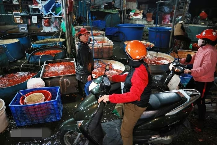 Từ sáng sớm, hàng trăm tiểu thương tại chợ và nhiều mối buôn đổ về chợ Yên Sở lấy cá chép, phục vụ thị trường ngày Tết ông Công ông Táo. Ảnh: Vietnam+