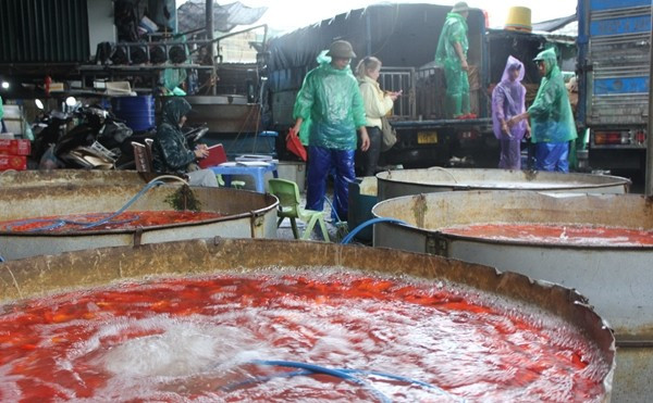 Là chợ cá lớn nhất Hà Nội, vào dịp cao điểm ông Công ông Táo, mỗi ngày chợ cá Yên Sở cung ứng ra thị trường hàng chục tấn cá chép đỏ. Ảnh: Tiền phong