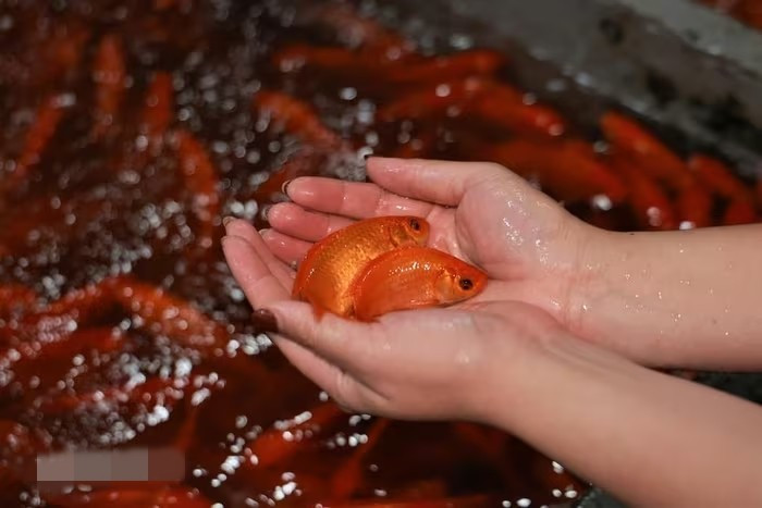 Năm ngoái, giá cá chép đỏ 180.000 đồng/kg, nhưng năm nay, mức giá chỉ dao động quanh ngưỡng 90.000 - 110.000 đồng/kg. Khách mua buôn, mức giá còn có thể giảm sâu hơn nữa. Ảnh: Vietnam+