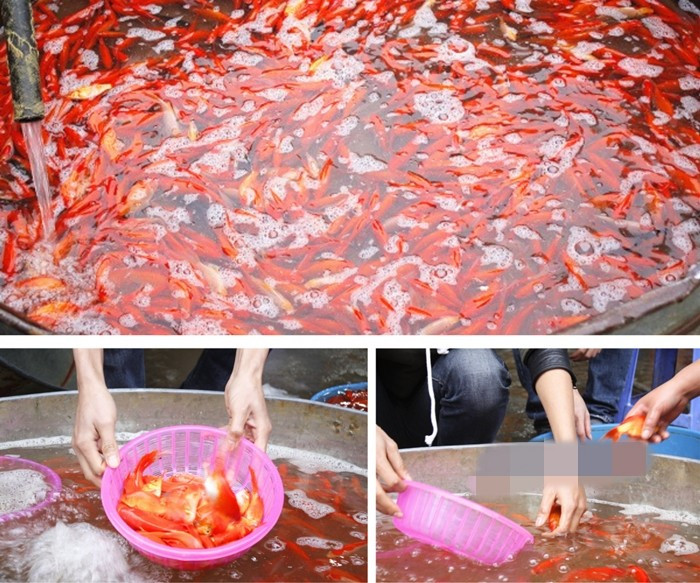 Hàng vạn con chép đỏ được nhập về phục vụ người tiêu dùng trước và trong ngày 23 tháng Chạp. Ảnh: Pháp luật plus