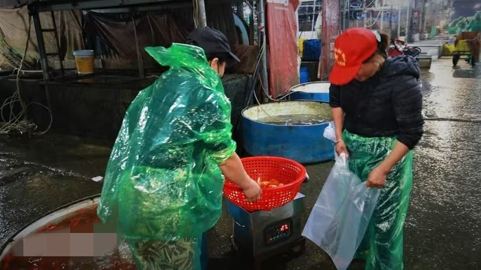 Các tiểu thương đều chung nhận định rằng, cá chép đỏ “ế” là do tình hình kinh tế khó khăn chung. Ảnh: Vietnam+