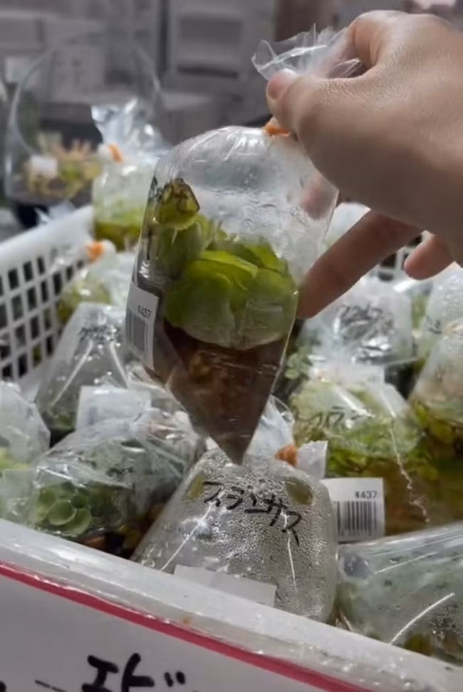 Nhưng ở Nhật Bản, bèo tây đóng túi, bán trong siêu thị Nhật Bản với giá gần 90.000 đồng/cây. Ảnh: Vietnamnet