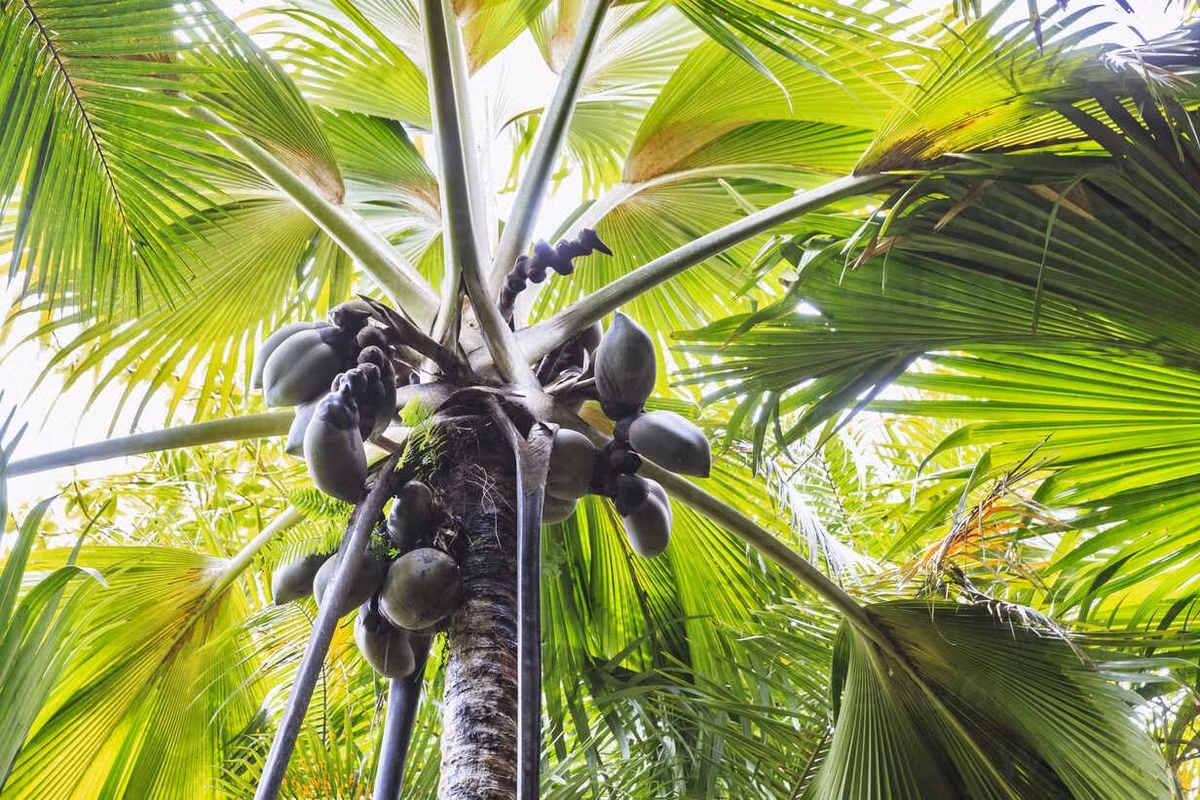 Lá của loài cây này lớn nhất và có tuổi thọ dài nhất trong giới thực vật. Lá hình quạt khổng lồ màu xanh ngọc lục bảo có thể dài tới 6m, rộng 3m và tuổi thọ 50 năm. Ảnh: Inside Seychelles