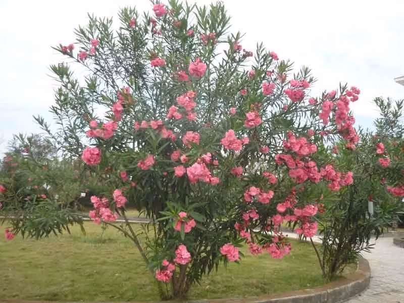 Vì vậy, không nên trồng trúc đào sát nhà, đặc biệt trong gia đình có trẻ nhỏ hoặc vật nuôi. Ảnh: Internet