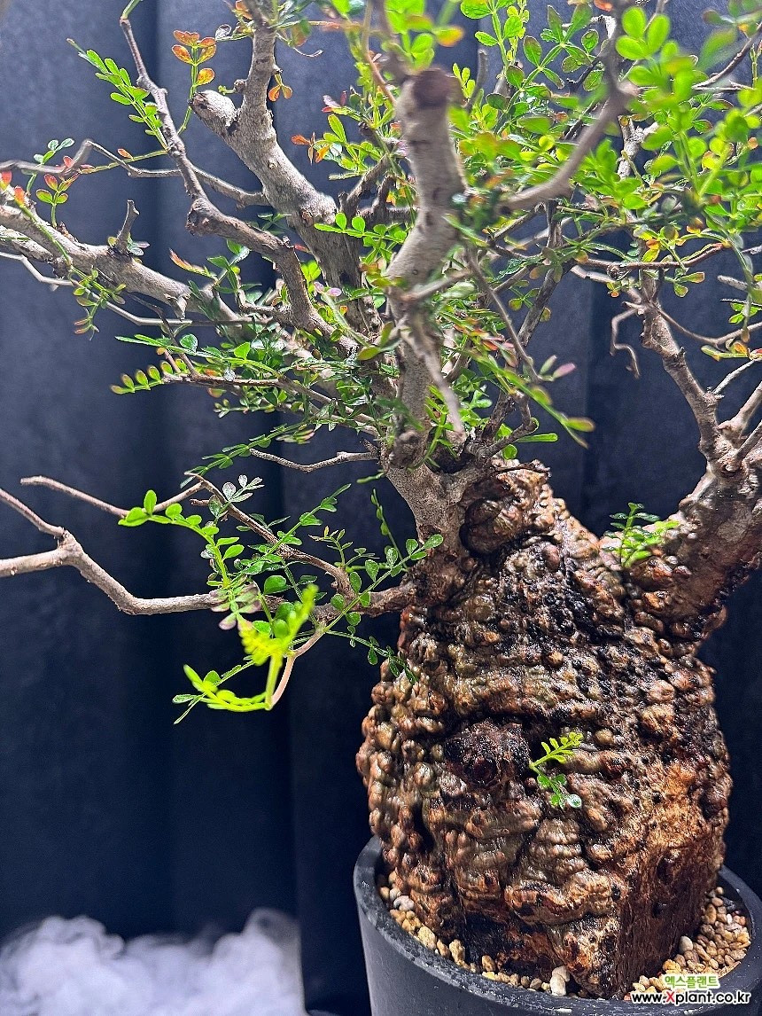 Khác với loại cây cảnh phổ thông phục vụ số đông, “cây chân voi” gần như là sân chơi của giới sưu tầm chuyên nghiệp. Ảnh: Xplant