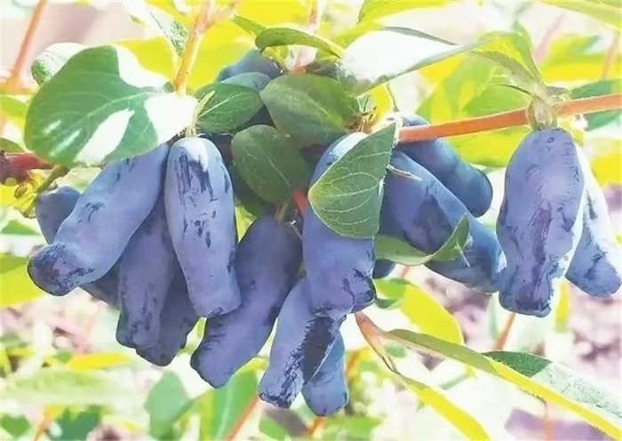 Quả haskap (tên khoa học: Lonicera caerulea) là một loại quả mọng ăn được thuộc chi kim ngân. Quả có màu xanh đậm tương tự như quả việt quất, nhưng có hình bầu dục đặc biệt. Ảnh: Wiki