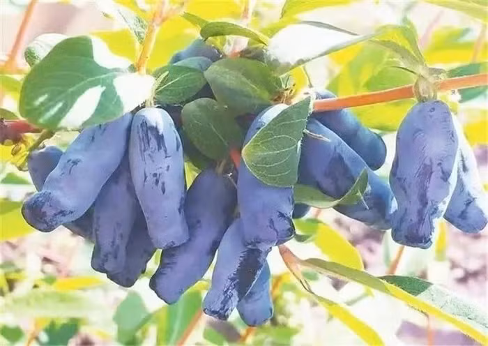 Quả haskap (tên khoa học: Lonicera caerulea) là một loại quả mọng ăn được thuộc chi kim ngân. Quả có màu xanh đậm tương tự như quả việt quất, nhưng có hình bầu dục đặc biệt. Ảnh: Wiki