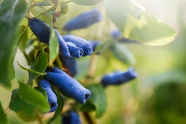 Quả haskap có thể chế biến thành mứt, đồ uống và rượu trái cây. Ảnh: iStock