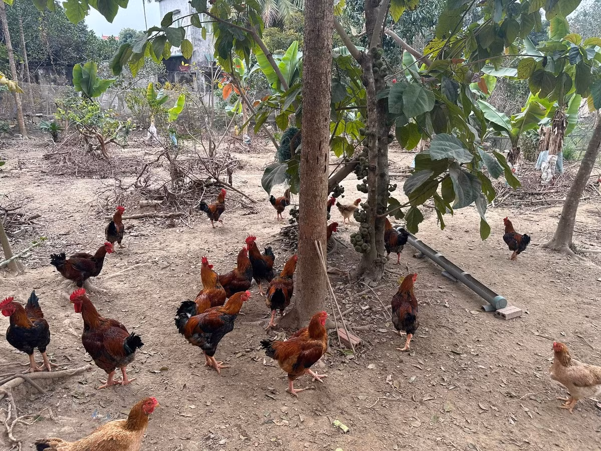 Không chỉ trồng cây, Trọng Tấn còn nuôi gà. Ảnh: FBNV