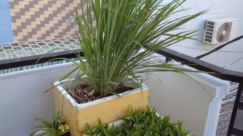 Sả là loại cây phổ biến, dễ trồng bằng củ hoặc nhánh. Tinh dầu sả chứa citral và geraniol – hai hợp chất có tác dụng xua đuổi muỗi rất mạnh. Ảnh: Internet