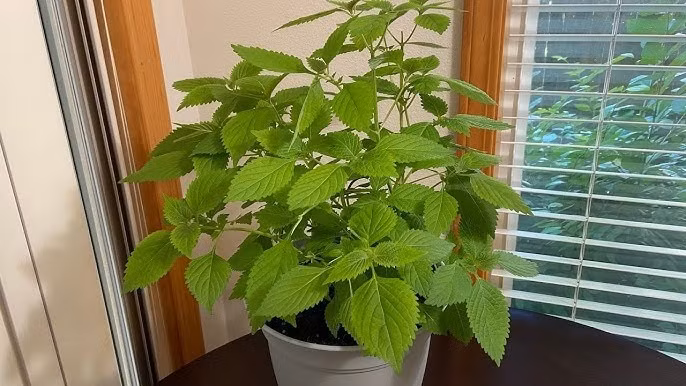Cây kinh giới dễ trồng, chỉ cần một chậu đất nhỏ đặt nơi có ánh sáng nhẹ là xanh tốt quanh năm. Ảnh: Internet