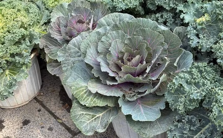 Rau cải trồng trong đất hữu cơ giàu dinh dưỡng. Khi đạt chiều cao khoảng 30-50cm, cây rau cải được chuyển sang chậu sứ hoặc nhựa cao cấp để đảm bảo tính thẩm mỹ. Ảnh: Công Hiếu/VTCNews