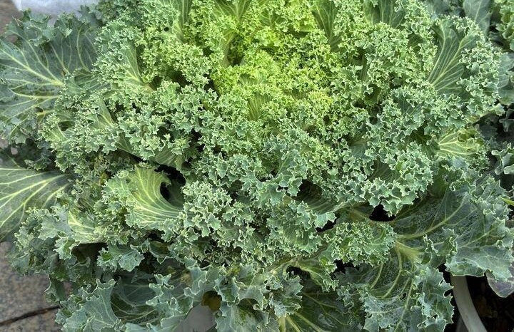 Với mức giá từ 30.000 - 60.000 đồng, những chậu rau cảnh này được cho là rất rẻ với mặt hàng cây cảnh Tết. Ảnh: Công Hiếu/VTCNews