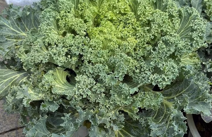 Với mức giá từ 30.000 - 60.000 đồng, những chậu rau cảnh này được cho là rất rẻ với mặt hàng cây cảnh Tết. Ảnh: Công Hiếu/VTCNews